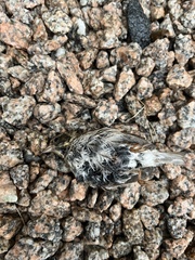 Zonotrichia albicollis