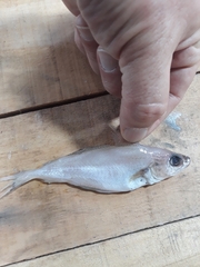 Trisopterus capelanus