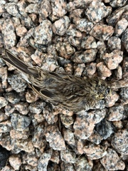 Zonotrichia albicollis