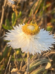 Helichrysum leucopsideum