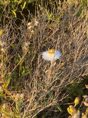 Helichrysum leucopsideum