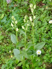 Cephalanthera damasonium