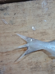 Trisopterus capelanus