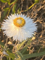 Helichrysum leucopsideum