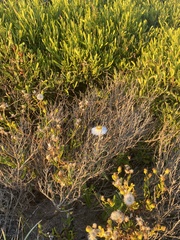 Helichrysum leucopsideum