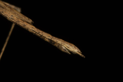 Sipyloidea larryi