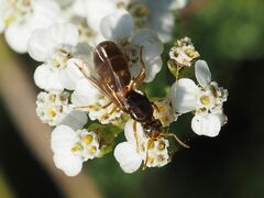 Lasius