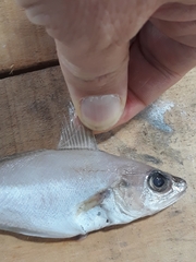 Trisopterus capelanus