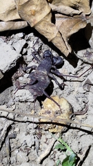 Typopeltis crucifer
