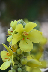 Verbascum lychnitis