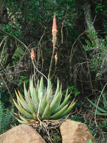 Aloe reitzii, photograph 2