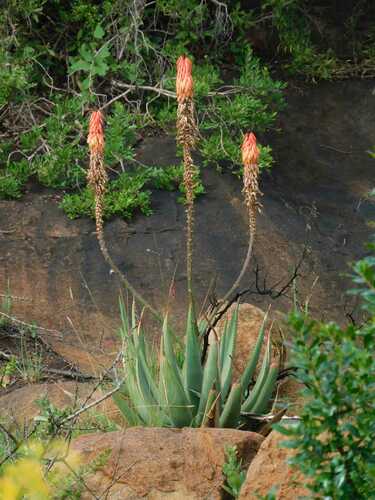 Aloe reitzii, photograph 1