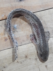 Scyliorhinus canicula