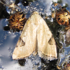 Micrathetis costiplaga