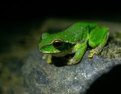 Ranoidea pearsoniana