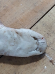 Scyliorhinus canicula