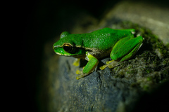 Ranoidea pearsoniana