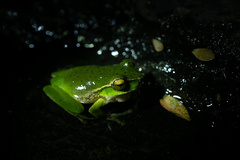 Ranoidea pearsoniana