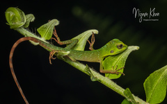 Bronchocela cristatella