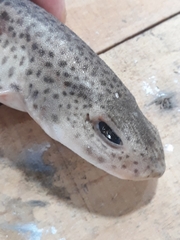 Scyliorhinus canicula