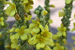 Verbascum lychnitis