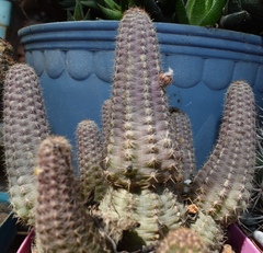 Lobivia silvestrii