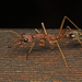 Myrmecia mjobergi - Photo (c) tjeales, μερικά δικαιώματα διατηρούνται (CC BY-SA), uploaded by tjeales