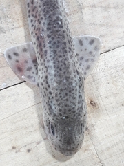 Scyliorhinus canicula