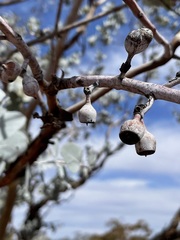 Eucalyptus wyolensis