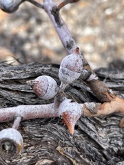 Eucalyptus wyolensis