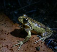 Litoria