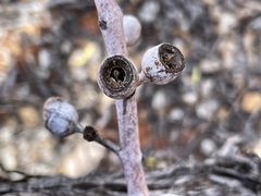 Eucalyptus wyolensis