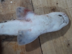 Scyliorhinus canicula