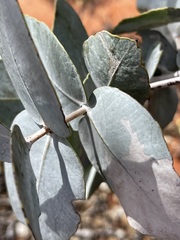 Eucalyptus wyolensis