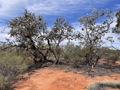 Eucalyptus wyolensis