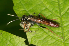 Tenthredo ferruginea