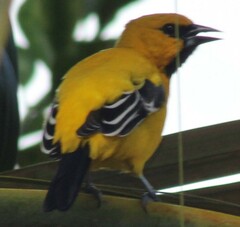 Icterus nigrogularis