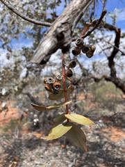 Eucalyptus wyolensis
