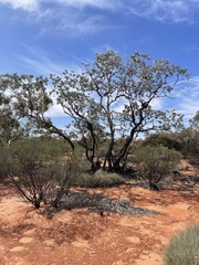 Eucalyptus wyolensis