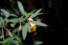 Pittosporum bicolor