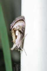 Chrysanympha formosa