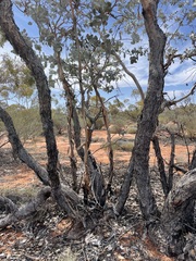 Eucalyptus wyolensis