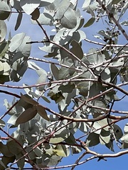Eucalyptus wyolensis