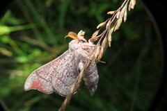 Cicinnus melsheimeri