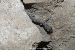 Gehyra fehlmanni