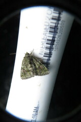 Phosphila miselioides