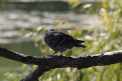 Columba livia domestica