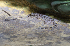 Gehyra fehlmanni