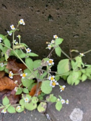 Galinsoga quadriradiata