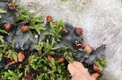 Peltigera horizontalis